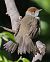 Capinera (Sylvia atricapilla) © Horand Maier