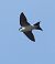 Balestruccio (Delichon urbicum) © Horand Maier