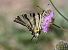 Iphiclides podalirius © Horand Maier