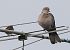 Tortora dal collare (Streptopelia decaocto) © Horand Maier