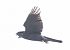 Astore (Astur gentilis) © Horand Maier