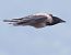 Cornacchia grigia (Corvus cornix) © Horand Maier