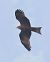 Nibbio bruno (Milvus migrans) © Horand Maier