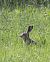 Lepre comune (Lepus europaeus) © Horand Maier