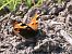 Aglais urticae  - Horand Maier