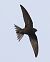 Rondone comune (Apus apus) © Horand Maier