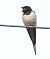 Rondine (Hirundo rustica) © Horand Maier