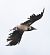 Cornacchia grigia (Corvus cornix) © Horand Maier