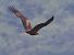 Nibbio bruno (Milvus migrans) © Horand Maier