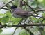Capinera (Sylvia atricapilla) © Horand Maier
