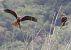 Nibbio bruno (Milvus migrans) © Horand Maier
