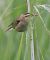 Forapaglie comune (Acrocephalus schoenobaenus) © Horand Maier