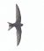 Rondone comune (Apus apus) © Horand Maier