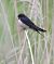 Rondine (Hirundo rustica) © Horand Maier