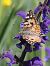 Vanessa cardui © Horand Maier