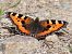 Aglais urticae © Horand Maier