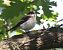 Balia nera (Ficedula hypoleuca) © Horand Maier