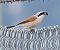 Averla piccola (Lanius collurio) © Horand Maier
