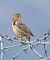 Strillozzo (Emberiza calandra) © Horand Maier