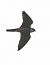 Lodolaio (Falco subbuteo) © Horand Maier