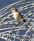Averla piccola (Lanius collurio) © Horand Maier
