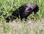Ibrido Cornacchia nera x grigia (Corvus corone x cornix) © Horand Maier
