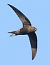 Rondone comune (Apus apus) © Horand Maier