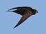 Rondone comune (Apus apus) © Horand Maier