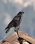Cornacchia nera (Corvus corone) © Horand Maier
