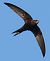 Rondone comune (Apus apus) © Horand Maier