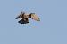 Gheppio (Falco tinnunculus) © Horand Maier