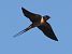 Rondine (Hirundo rustica) © Horand Maier