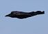Cornacchia nera (Corvus corone) © Horand Maier