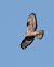 Falco pecchiaiolo (Pernis apivorus) © Horand Maier