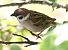 Passera mattugia (Passer montanus) © Horand Maier