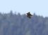 Lodolaio (Falco subbuteo) © Horand Maier