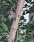 Great Spotted Woodpecker (Dendrocopos major) © Horand Maier
