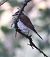 Red-backed Shrike (Lanius collurio) © Horand Maier