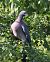 Colombaccio (Columba palumbus) © Horand Maier