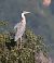 Airone cenerino (Ardea cinerea) © Horand Maier