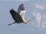 Airone cenerino  - Horand Maier
