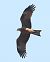Nibbio bruno (Milvus migrans) © Horand Maier