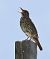 Tordo bottaccio (Turdus philomelos) © Horand Maier