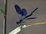Calopteryx splendens © Horand Maier