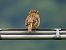 Strillozzo (Emberiza calandra) © Simona Inaudi
