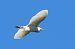 Airone guardabuoi (Ardea ibis) © Markus Ehrengruber
