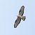 Falco pecchiaiolo (Pernis apivorus) © Franco Salvini