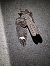European Nightjar (Caprimulgus europaeus) Anonymous