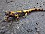 Salamandra pezzata (Salamandra salamandra) Anonimo