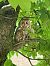 Gufo comune (Asio otus) Anonimo